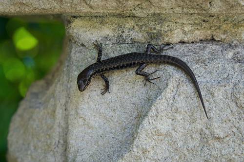 australia black and white lizard on white concrete wall reptile